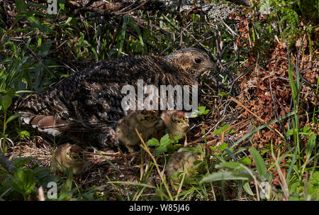 Das birkhuhn (lyrurus tetrix) weiblich und Küken im Nest, Vaala, Finnland, Juni. Stockfoto