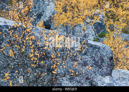 Yellow Mountain Birke (Betula pubescens) und Flechten bewachsene Felsen im Herbst. Stora Sjofallet Nationalpark, Welterbe Laponia, Schwedisch Lappland, Schweden. Stockfoto