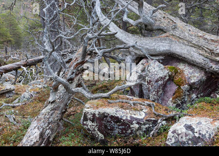 Alte Gemeine Kiefer (Pinus sylvestris) Wald mit gefallenen Baum, im Stora Sjofallet National Park im Herbst. Welterbe Laponia, Schwedisch Lappland, Schweden. September 2013 Stockfoto