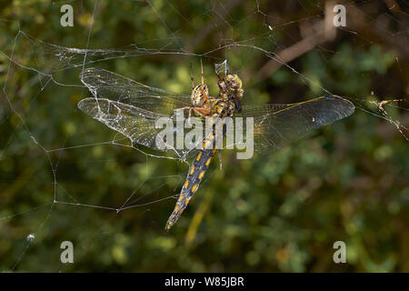 Libelle von Oak orb Weaver spider (Acuepeira ceropegia) Menorca gefangen. Mai. Stockfoto