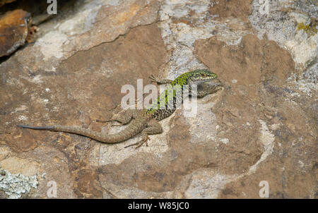 Europäische wand Eidechse (Podarcis muralis) Menorca. Mai. Stockfoto