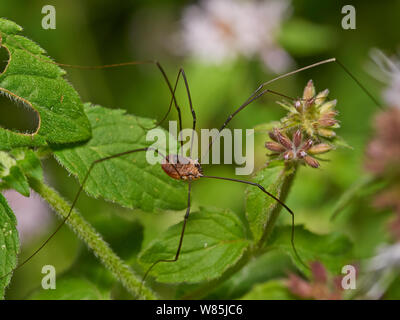 Schnitter (Leiobunum rotundum) auf Blatt, Sussex, England, UK. August. Stockfoto