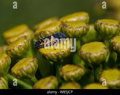 Harlequin ladybird Larven (Harmonia axyridis) Sussex, England, UK. Juli. Stockfoto