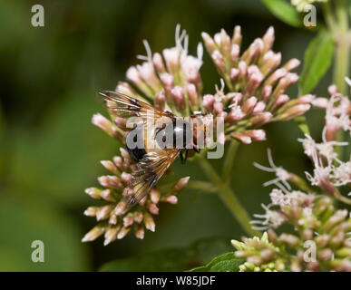Hoverfly (Volucella pellucens) Weibliche auf Blume, Sussex, England, UK. Juli. Stockfoto