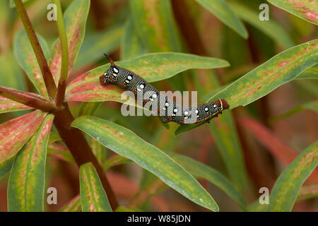 Wolfsmilch hawk Moth (Hyles euphorbiae) Caterpillar, Menorca. Mai. Stockfoto