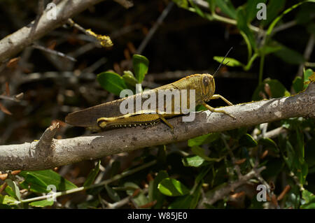 Ägyptisches Grasshopper (Anacridium aegyptium) auf Zweig, Menorca. Mai. Stockfoto