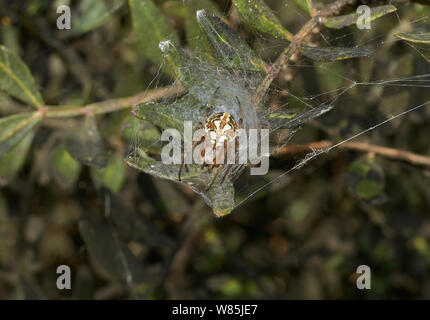 Eiche orb Weaver (Aculipeira ceropegia) im Web Retreat, Menorca. Mai. Stockfoto