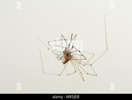 Daddy-lang-Beine-Spider (Pholcus phalangioides) Fütterung auf Schnitter. Sussex, England, UK. Juli. Stockfoto