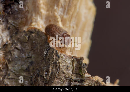 Holzwurm/Möbel Käfer (Anobium punctatum) Fütterung auf Holz, England, Großbritannien Stockfoto