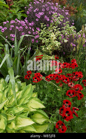 Stauden Blumen im Garten, mit funkien (Hosta) und Mohn (Papaver) im Great Dixter, Kent, England, UK. Mai. Stockfoto