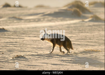 Braune Hyäne (Hyaena brunnea), Sperrgebiet Nationalpark, Namibia, Dezember. Stockfoto