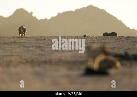 Braune Hyäne (Hyaena brunnea) Jagd pelz Dichtung (Arctocephalus Pusillus) Welpen, Sperrgebiet Nationalpark, Namibia, Dezember. Stockfoto