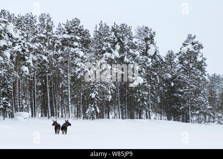 Europäische Elch (Alces alces) im Schnee, Tjamotis, Lappland, Schweden, Februar. Stockfoto