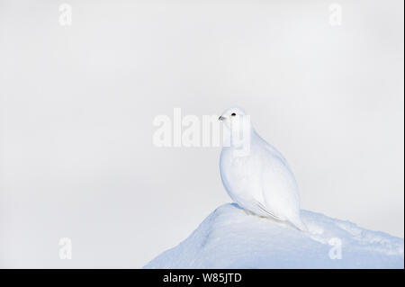 Rock Alpenschneehuhn (Lagopus muta) Weibliche im Winter Gefieder, Rapadalen, Sarek Nationalpark, Laponia Weltkulturerbe, Lappland, Schweden. Stockfoto