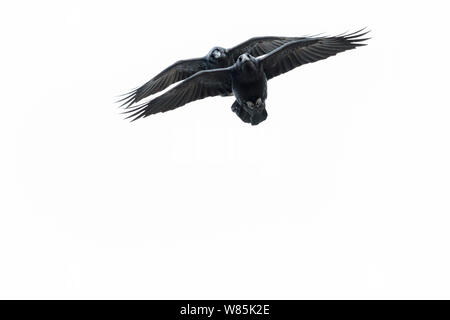 Kolkrabe (Corvus Corax) zwei im Flug vor weißem Hintergrund, Hornoya vogel Cliff, Norwegen. Stockfoto