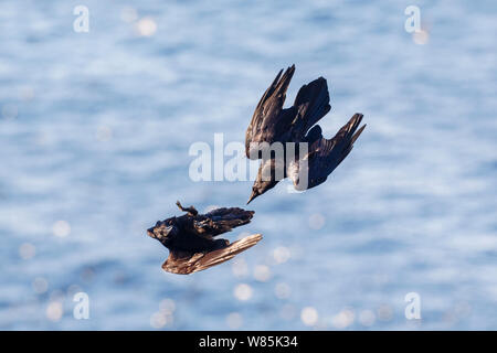 Gemeinsame Raben (Corvus Corax) Anzeige, Fliegen auf den Kopf und ruft, Hornoya vogel Cliff, Norwegen. März. Stockfoto