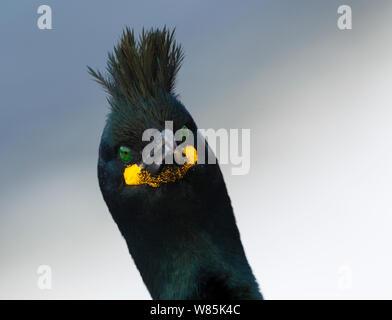 Europäische shag (Phalacrocorax aristotelis) Nahaufnahme, Porträt, in der Zucht Gefieder. Hornøya vogel Klippe, Finnmark, Norwegen. Stockfoto