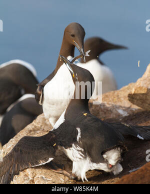 Gemeinsame trottellummen (Uria aalge) Zwei kämpfende über Fisch bei Hornoya birdcliff, Finnmark, Norwegen. März. Stockfoto