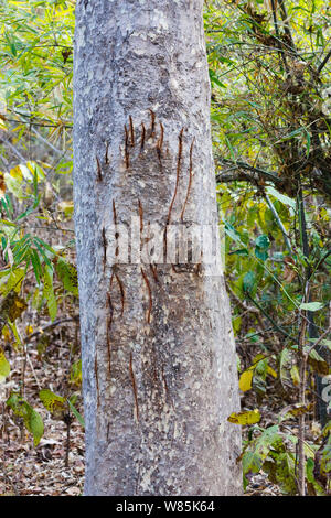Bengal Tiger (Panthera tigris) Kratzspuren auf Baum. Bandhavgarh, Indien. Stockfoto