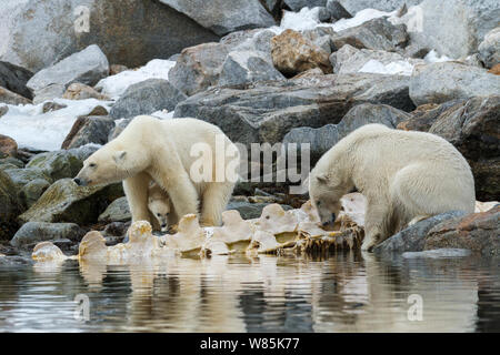 Eisbär (Ursus maritimus) zwei Erwachsene, eine Mutter mit Jungtier in zwischen den Beinen. Durch die Wirbelsäule von Litzen, Finnwale Karkasse. Spitzbergen, Svalbard, Norwegen. Juli Stockfoto