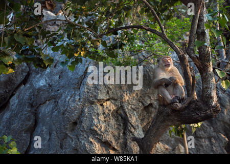 Long-tailed Makaken (Macaca fascicularis) männlichen Sitzen auf dem Baum. Khao Sam Roi Yot Nationalpark, Thailand. Stockfoto