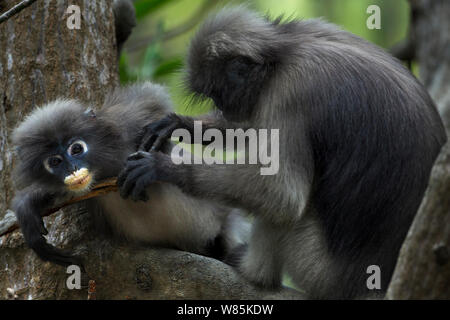 Dusky blatt Affen (Trachypithecus Obscurus) pflegen. Khao Sam Roi Yot Nationalpark, Thailand. Stockfoto