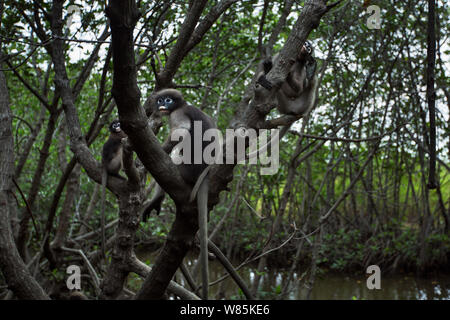 Dusky blatt Affen (Trachypithecus Obscurus) ruht in einem Baum. Khao Sam Roi Yot Nationalpark, Thailand. Stockfoto