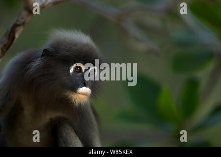 Dusky Blatt monkey (Trachypithecus Obscurus) Portrait. Khao Sam Roi Yot Nationalpark, Thailand. Stockfoto