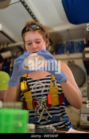 Die Studierenden untersuchen micro Kunststoffe in marine Proben, in das Labor des Tall Ship Corwith Cramer. Sargassosee, Bermuda. April 2014. Stockfoto