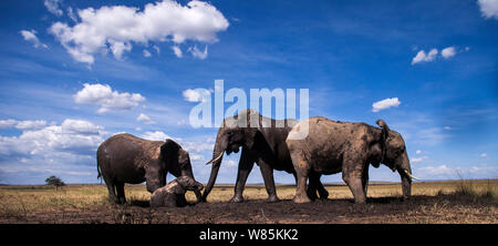 Afrikanische Elefanten (Loxodonta Africana) treffen auf ein Wasserloch, Weitwinkel. Masai Mara National Reserve, Kenia. Stockfoto