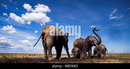 Afrikanische Elefanten (Loxodonta Africana) treffen auf ein Wasserloch, Weitwinkel. Masai Mara National Reserve, Kenia. Stockfoto