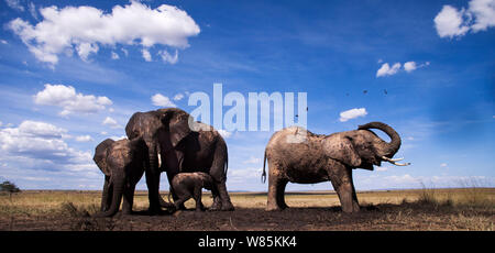 Afrikanische Elefanten (Loxodonta Africana) treffen auf ein Wasserloch, Weitwinkel. Masai Mara National Reserve, Kenia. Stockfoto