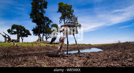 Marabu Störche (Leptoptilos Crumeniferus) Fütterung auf Wels in Wasserloch, Weitwinkel. Masai Mara National Reserve, Kenia. Stockfoto