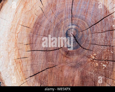 Jahresringe auf den Stamm eines Baumes gesägt. Stockfoto