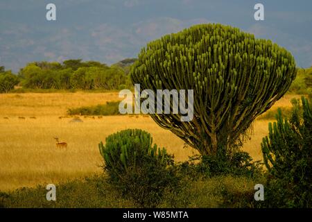 Kaktusbaum mit trockenem Grasfeld und Hirsen im Hintergrund an einem sonnigen Tag Stockfoto