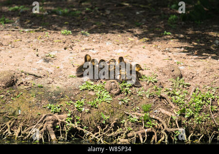 Junge Stockente (Anas platyrhynchos) gepresst zusammen am Rande eines Teiches. Chester England UK. Mai 2019 Stockfoto