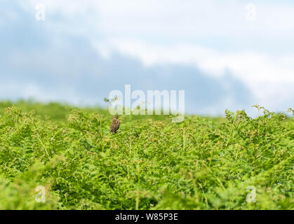 Feldlerche (Alauda arvensis) thront auf Adlerfarn, Kington Herefordshire UK. Juli 2019 Stockfoto
