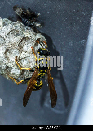 Insekten, Nest einer Papier (Wespe Feldwespe gallicus). Nest im Türrahmen eines Autos gebaut. Südwesten Frankreichs. Stockfoto