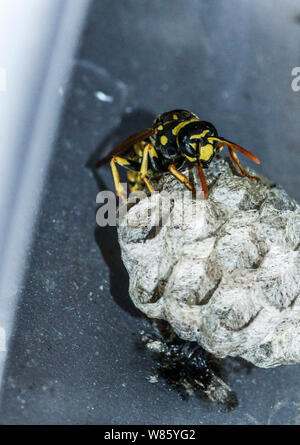 Insekten. Nest einer Papier (Wespe Feldwespe gallicus). Nest im Türrahmen eines Autos gebaut. Südwesten Frankreichs. Stockfoto