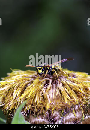 Insekten, Baum Wespe (Dolichovespula sylvestris). Nach den sterbenden Blume von Centaurea Macrocephala. Südwesten Frankreich. Stockfoto