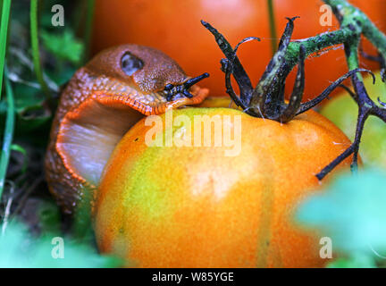 Die rote Nacktschnecke Arion rufus {ater}. Eine große robuste Slug gemeinsame in meinem Teil des Südwestens Frankreichs. Stockfoto