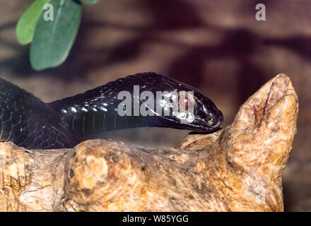 Reptilien. Schlange. Eine schwarze Form der Boomslang Schlange (Dipholidus typus). Ein sehr giftiges Baumklettern Schlange im tropischen Afrika gefunden. Stockfoto