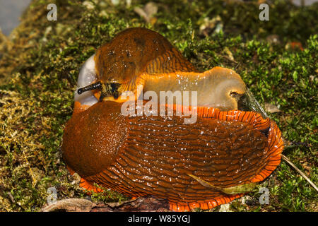 Die rote Nacktschnecke Arion rufus {ater}. Eine große robuste Slug gemeinsame in meinem Teil des Südwestens Frankreich. Zwei Erwachsene Verpaarung. Stockfoto