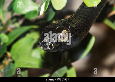 Reptilien. Schlange. Eine schwarze Form der Boomslang Schlange (Dipholidus typus). Ein sehr giftiges Baumklettern Schlange im tropischen Afrika gefunden. Stockfoto