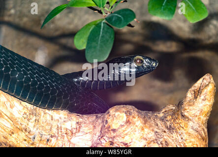 Reptilien. Schlange. Eine schwarze Form der Boomslang Schlange (Dipholidus typus). Ein sehr giftiges Baumklettern Schlange im tropischen Afrika gefunden. Stockfoto