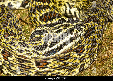 Reptilien. Schlange. einen getarnten Chinesischen Mountain Viper (Ovophis monticola). Foto in Stockholm Schweden Zoo. Stockfoto
