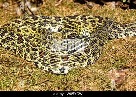 Reptilien. Schlange. einen getarnten Chinesischen Mountain Viper (Ovophis monticola). Foto in Stockholm Schweden Zoo. Stockfoto