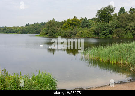 Virginia Wasser See im Sommer, Windsor Great Park, Runnymede, Surrey, England, Vereinigtes Königreich Stockfoto