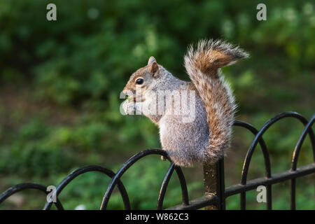 England, London, St. Jame's Park, graue Eichhörnchen essen Mutter Stockfoto