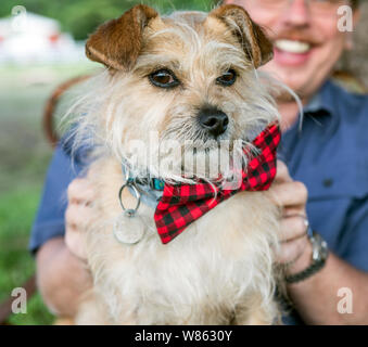 Eine kleine Yorkshire Terrier Hund trägt eine Fliege New York USA Stockfoto